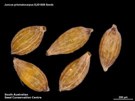   Seeds:   Juncus prismatocarpus ; Photo by South Australian Seed Conservation Centre, used with permission
